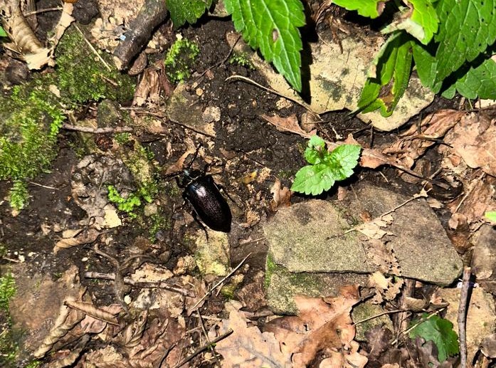 Cerambycidae: Prionus coriarius